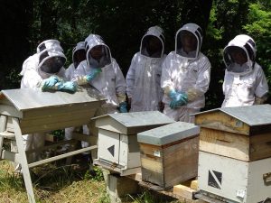 formation-apiculture